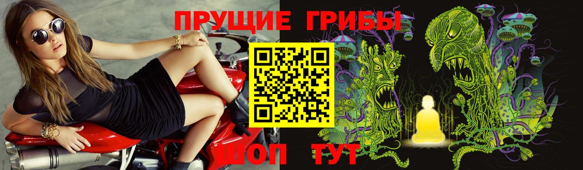 Псилоцибиновые грибы Курчалой